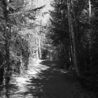 NZF_0706