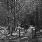 NZF_0709