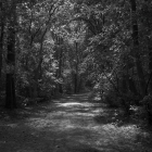 NZF_0770