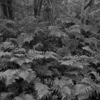 NZF_0785