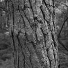 NZF_0794