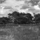 NZF_0811