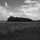 NZF_0815