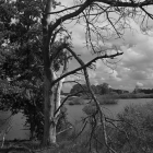 NZF_0819