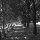 NZF_0822