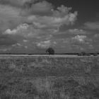 NZF_0823