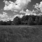 NZF_0722