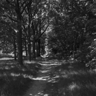 NZF_0725