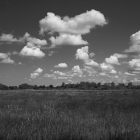 NZF_0736