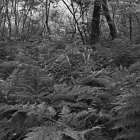 NZF_0830