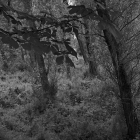 NZF_0844
