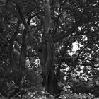 NZF_0957