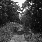 NZF_0962
