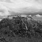 NZF_0963