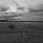 NZF_0964