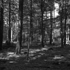 NZF_0972