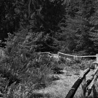 NZF_0975