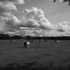 NZF_0977