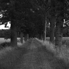 NZF_0910