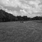 NZF_0913