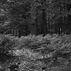 NZF_0918