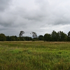 NZF_1007