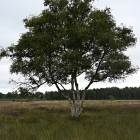 NZF_1027