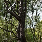 Z8A_4174