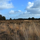 NZF_1048