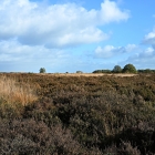 NZF_1050