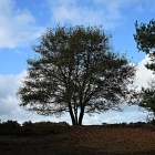 NZF_1056