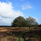 NZF_1059