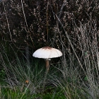 NZF_1061