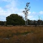NZF_1062