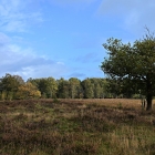 NZF_1087
