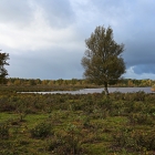 NZF_1088