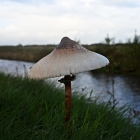 NZF_1096