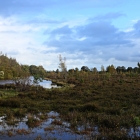 NZF_1100