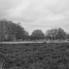 NZF_1155