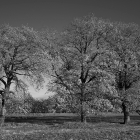 NZF_1161