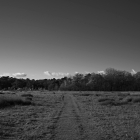 NZF_1164