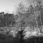 NZF_1165