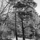 NZF_1168
