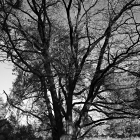 NZF_1173
