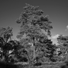 NZF_1176