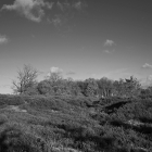 NZF_1177