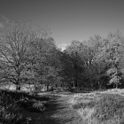NZF_1178