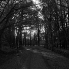 NZF_1181