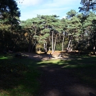 NZF_1118
