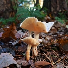 NZF_1122
